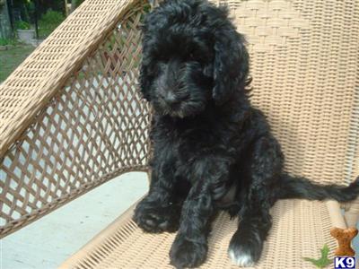 Labradoodle Puppies